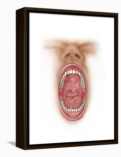 Anatomy of Human Mouth Cavity-null-Framed Stretched Canvas