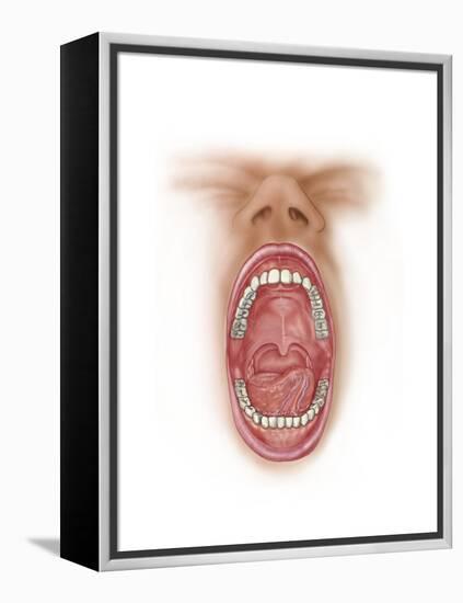 Anatomy of Human Mouth Cavity-null-Framed Stretched Canvas