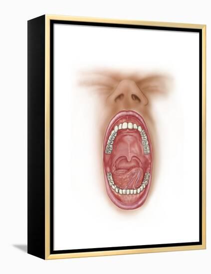 Anatomy of Human Mouth Cavity-null-Framed Stretched Canvas