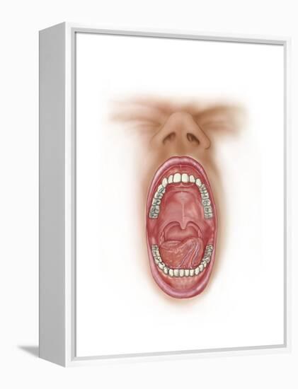 Anatomy of Human Mouth Cavity-null-Framed Stretched Canvas