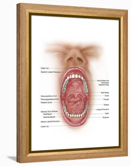 Anatomy of Human Mouth Cavity-null-Framed Stretched Canvas