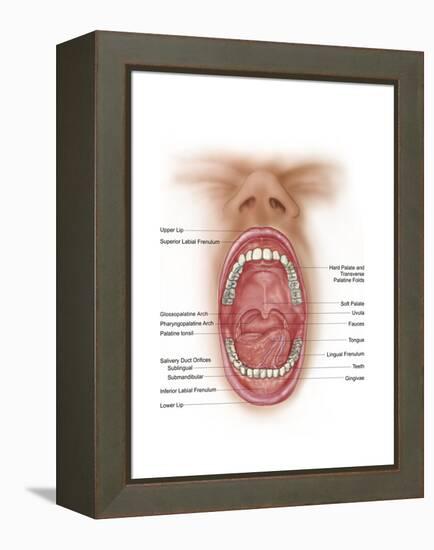 Anatomy of Human Mouth Cavity-null-Framed Stretched Canvas