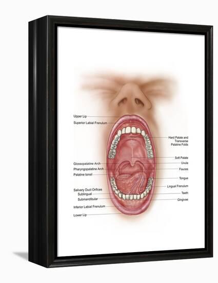 Anatomy of Human Mouth Cavity-null-Framed Stretched Canvas