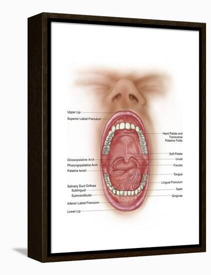 Anatomy of Human Mouth Cavity-null-Framed Stretched Canvas