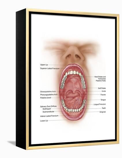Anatomy of Human Mouth Cavity-null-Framed Stretched Canvas