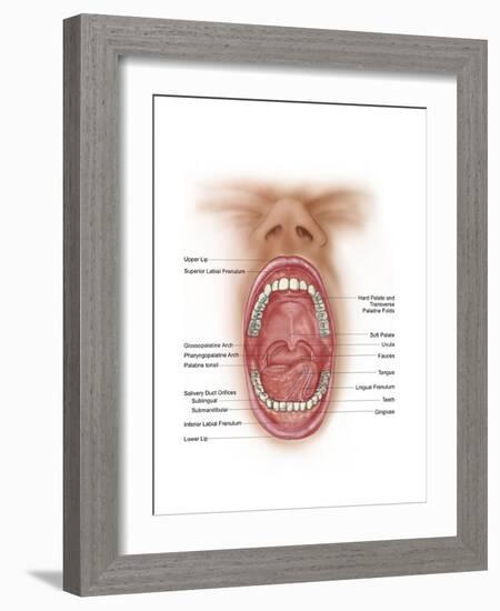 Anatomy of Human Mouth Cavity-null-Framed Premium Giclee Print