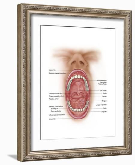 Anatomy of Human Mouth Cavity-null-Framed Art Print