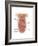 Anatomy of Human Mouth Cavity-null-Framed Art Print