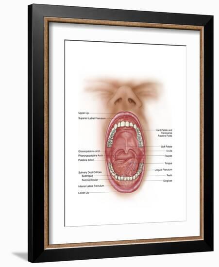 Anatomy of Human Mouth Cavity-null-Framed Art Print