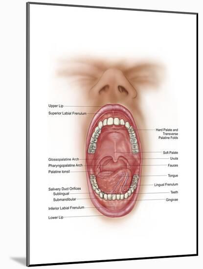 Anatomy of Human Mouth Cavity-null-Mounted Art Print