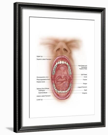 Anatomy of Human Mouth Cavity-null-Framed Art Print