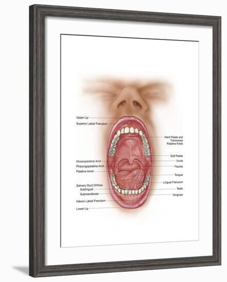 Anatomy of Human Mouth Cavity-null-Framed Art Print