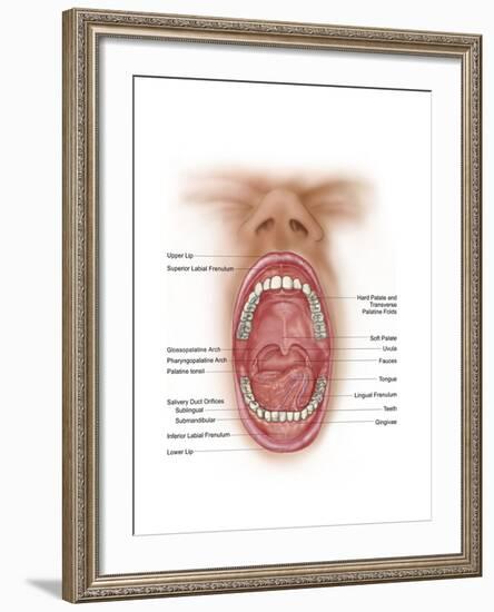 Anatomy of Human Mouth Cavity-null-Framed Art Print