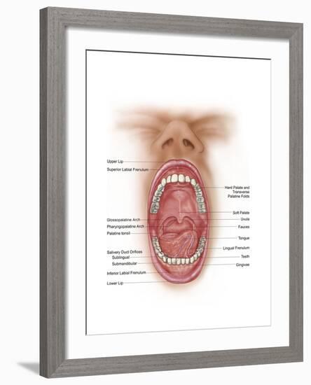 Anatomy of Human Mouth Cavity-null-Framed Art Print