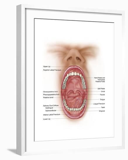 Anatomy of Human Mouth Cavity-null-Framed Art Print