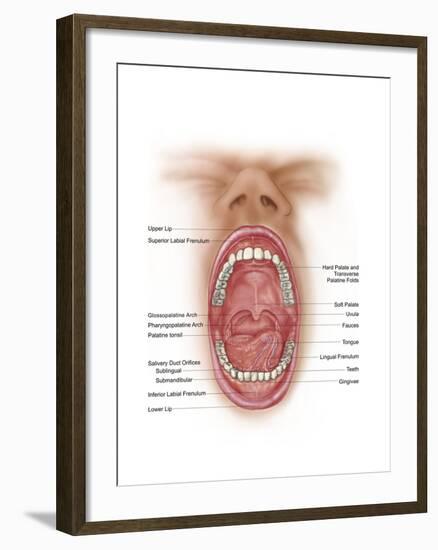 Anatomy of Human Mouth Cavity-null-Framed Art Print