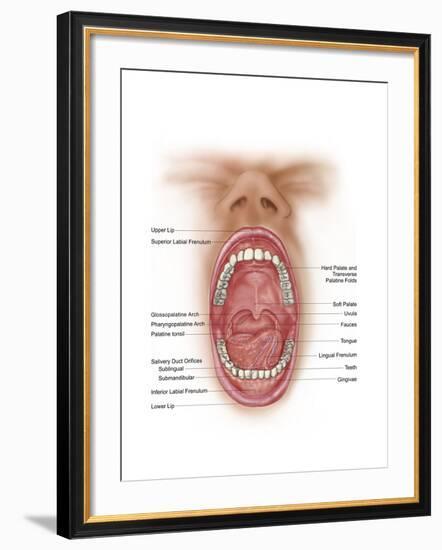 Anatomy of Human Mouth Cavity-null-Framed Art Print