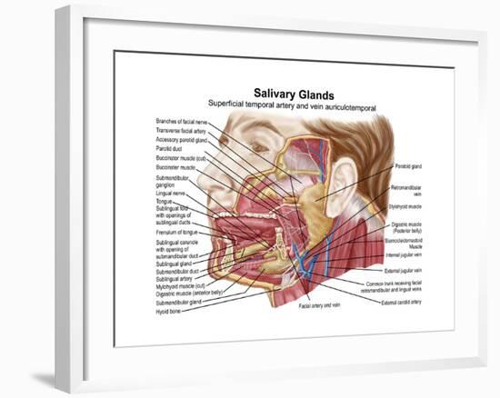 Anatomy of Human Salivary Glands-null-Framed Art Print