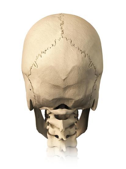 'Anatomy of Human Skull, Rear View' Art Print | Art.com