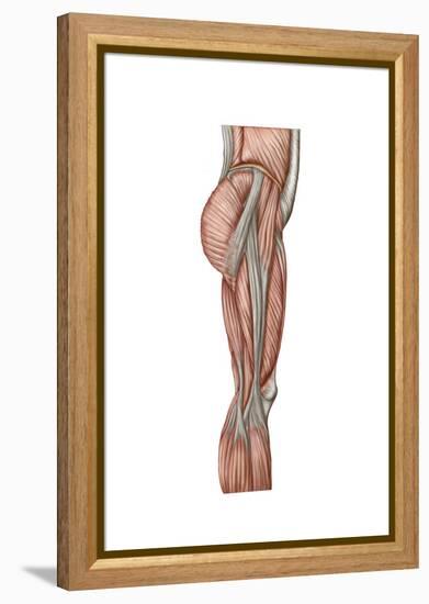 Anatomy of Human Thigh Muscles, Anterior View-null-Framed Stretched Canvas