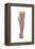 Anatomy of Human Thigh Muscles, Anterior View-null-Framed Stretched Canvas