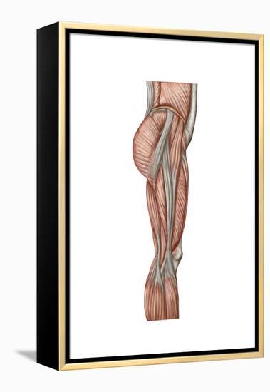 Anatomy of Human Thigh Muscles, Anterior View-null-Framed Stretched Canvas