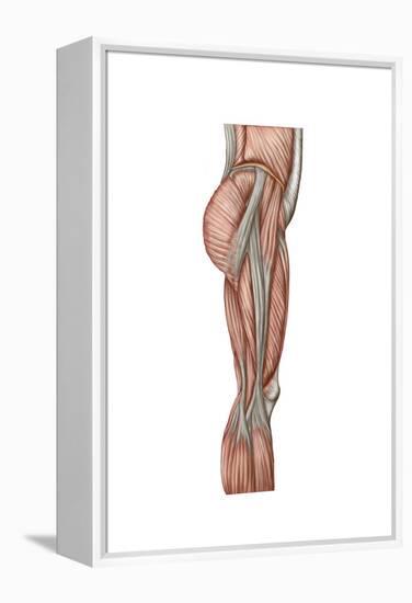 Anatomy of Human Thigh Muscles, Anterior View-null-Framed Stretched Canvas