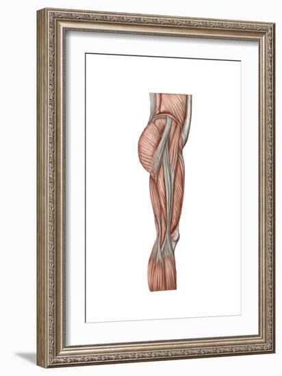 Anatomy of Human Thigh Muscles, Anterior View-null-Framed Premium Giclee Print