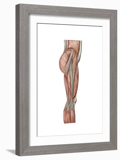 Anatomy of Human Thigh Muscles, Anterior View-null-Framed Premium Giclee Print