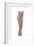 Anatomy of Human Thigh Muscles, Anterior View-null-Framed Premium Giclee Print