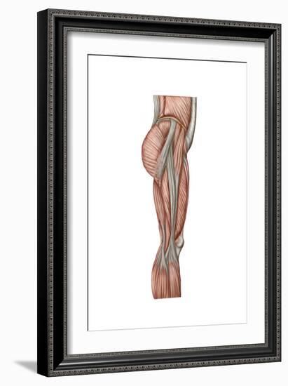 Anatomy of Human Thigh Muscles, Anterior View-null-Framed Premium Giclee Print