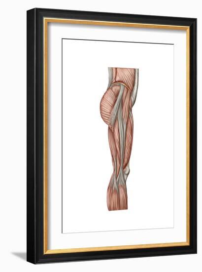 Anatomy of Human Thigh Muscles, Anterior View-null-Framed Premium Giclee Print