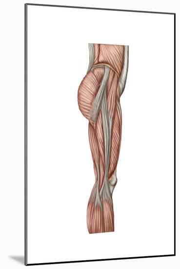 Anatomy of Human Thigh Muscles, Anterior View-null-Mounted Art Print