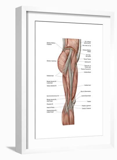 Anatomy of Human Thigh Muscles, Anterior View-null-Framed Art Print