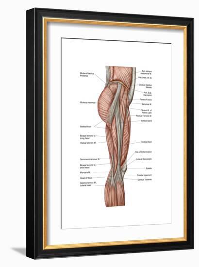 Anatomy of Human Thigh Muscles, Anterior View-null-Framed Art Print