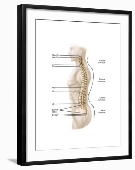 Anatomy of Human Vertebral Column, Left Lateral View-null-Framed Art Print