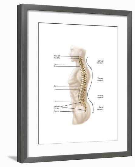 Anatomy of Human Vertebral Column, Left Lateral View-null-Framed Art Print