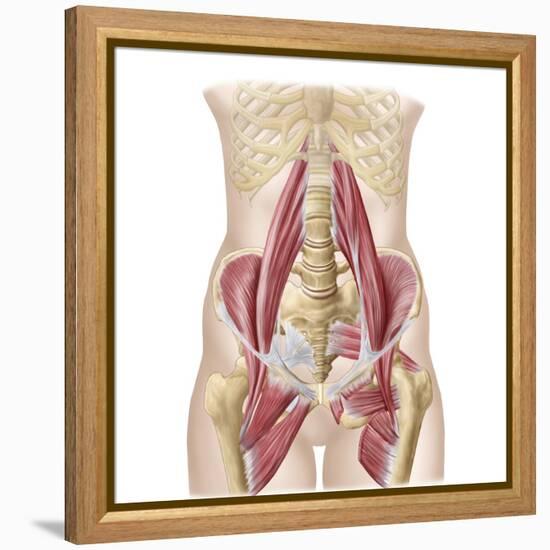 Anatomy of Iliopsoa, also known as the Dorsal Hip Muscles-null-Framed Stretched Canvas