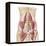 Anatomy of Iliopsoa, also known as the Dorsal Hip Muscles-null-Framed Stretched Canvas