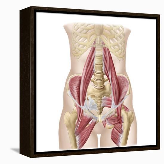 Anatomy of Iliopsoa, also known as the Dorsal Hip Muscles-null-Framed Stretched Canvas