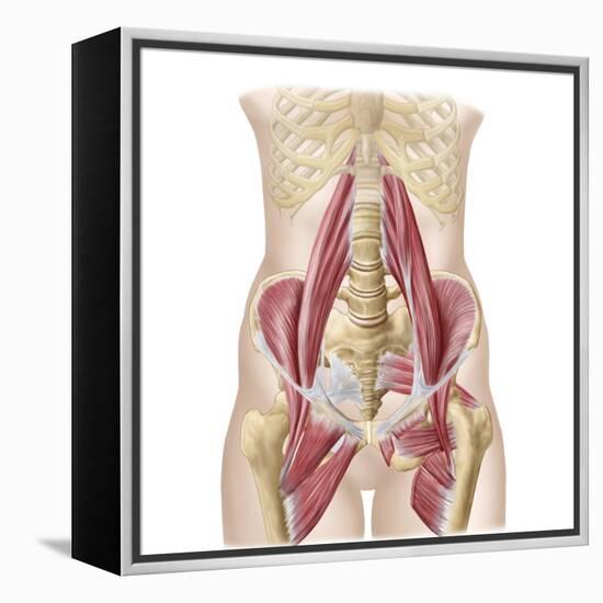 Anatomy of Iliopsoa, also known as the Dorsal Hip Muscles-null-Framed Stretched Canvas