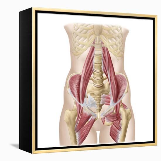 Anatomy of Iliopsoa, also known as the Dorsal Hip Muscles-null-Framed Stretched Canvas