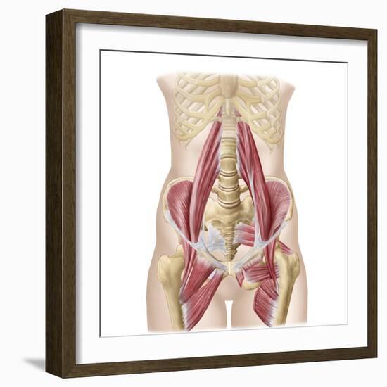 Anatomy of Iliopsoa, also known as the Dorsal Hip Muscles-null-Framed Premium Giclee Print