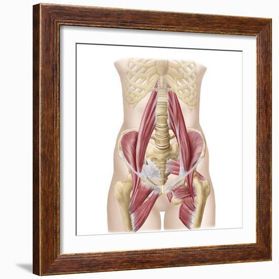 Anatomy of Iliopsoa, also known as the Dorsal Hip Muscles-null-Framed Premium Giclee Print