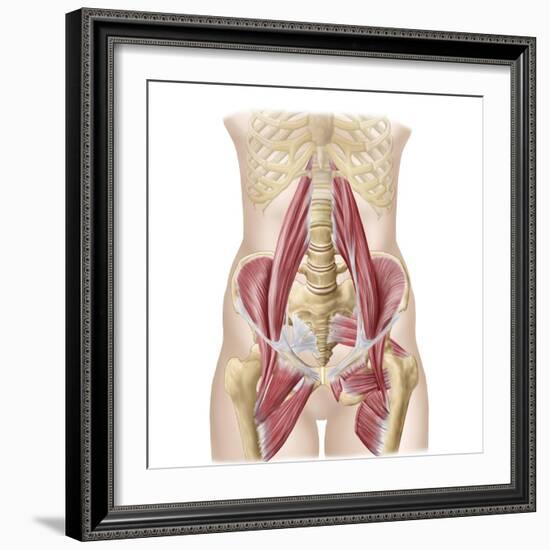 Anatomy of Iliopsoa, also known as the Dorsal Hip Muscles-null-Framed Premium Giclee Print