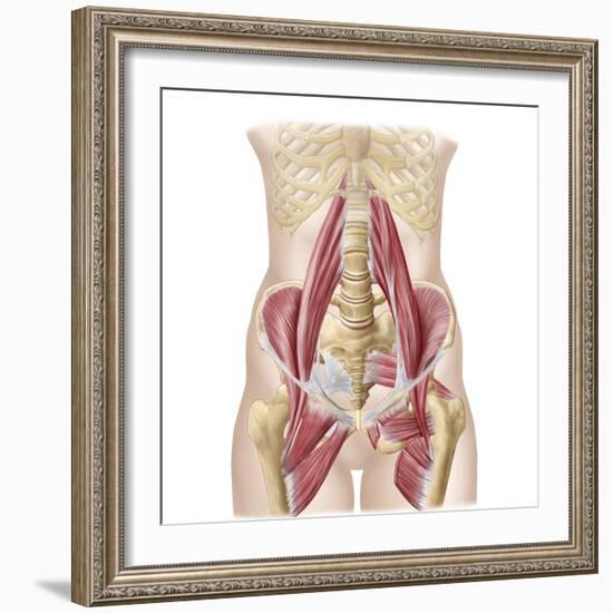 Anatomy of Iliopsoa, also known as the Dorsal Hip Muscles-null-Framed Art Print