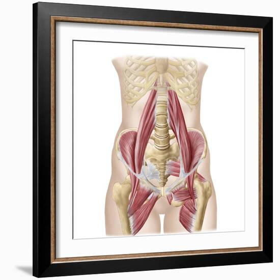 Anatomy of Iliopsoa, also known as the Dorsal Hip Muscles-null-Framed Art Print