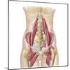 Anatomy of Iliopsoa, also known as the Dorsal Hip Muscles-null-Mounted Art Print