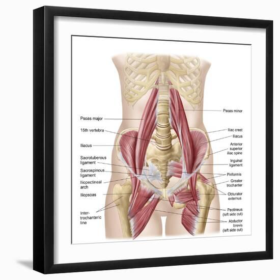 Anatomy of Iliopsoa, also known as the Dorsal Hip Muscles-null-Framed Premium Giclee Print