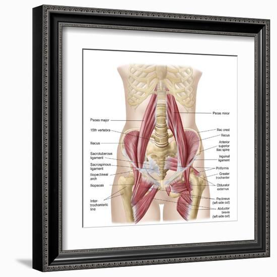 Anatomy of Iliopsoa, also known as the Dorsal Hip Muscles-null-Framed Art Print